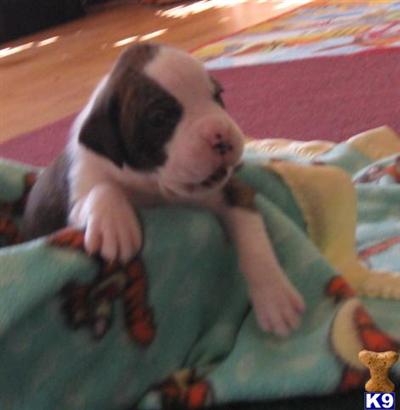 Boxer Puppies for Sale